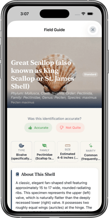 Sea Shell Identifier App Interface